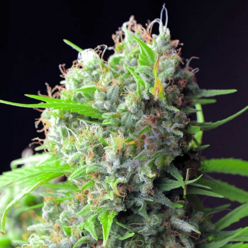 Wie Rhino Cannabis Samen Ihre Erwartungen übertreffen