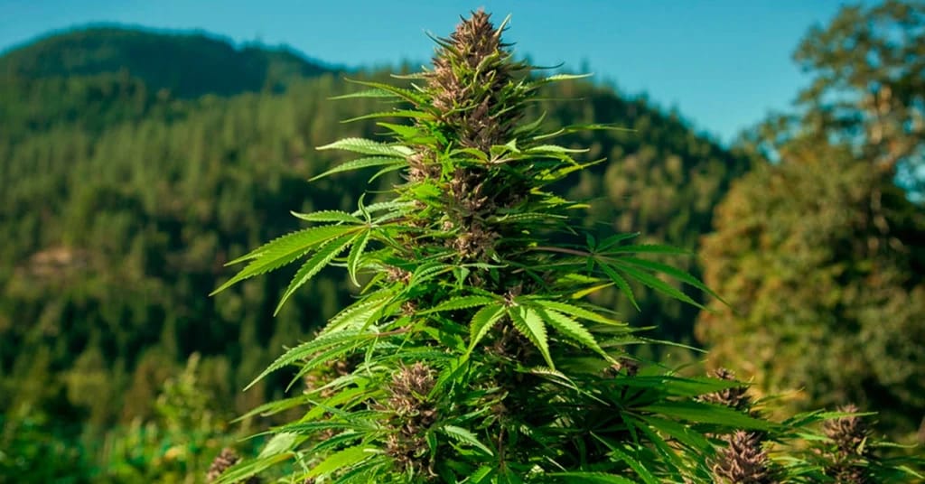 Die Geschichte von Cannabis Indica: Von den Ursprüngen bis zur modernen Züchtung