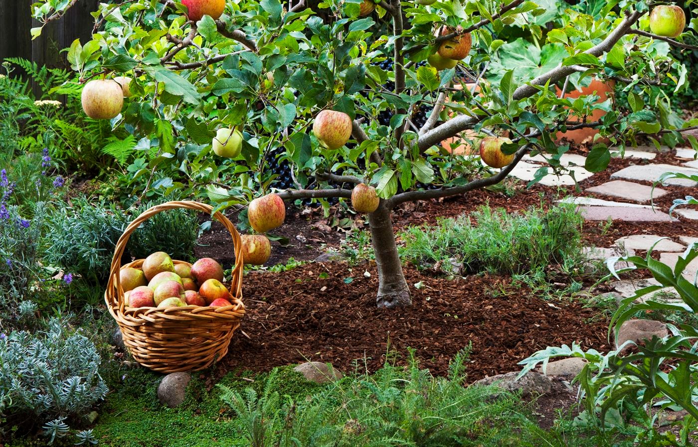 Obstbäume Hochstamm kaufen und gestalten: So wird Ihr Garten zur fruchtbaren Oase