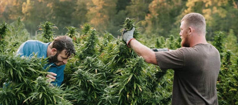 Cannabis Samen und chronische Schmerzen: Was zeigen die Studien?