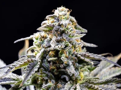 Die Geschichte von Cannabis Indica: Von den Ursprüngen bis zur modernen Züchtung
