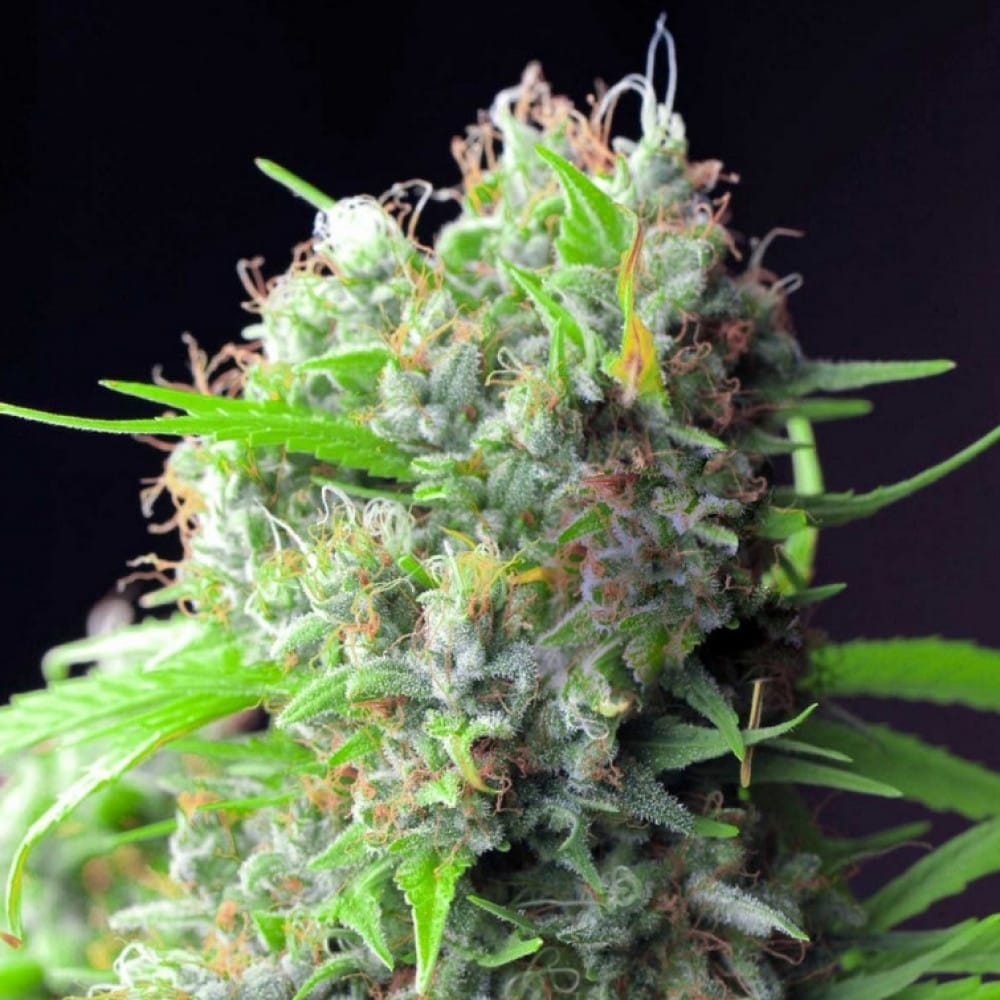 Wie Rhino Cannabis Samen Ihre Erwartungen übertreffen