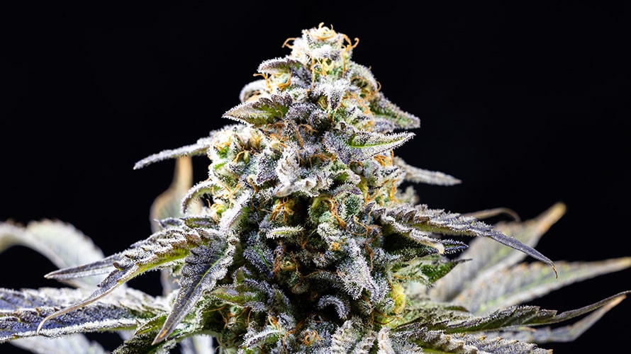 Die Geschichte von Cannabis Indica: Von den Ursprüngen bis zur modernen Züchtung